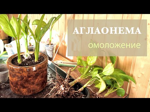 Видео: №105. Аглаонема. Омоложение старого куста с черенкованием и делением.