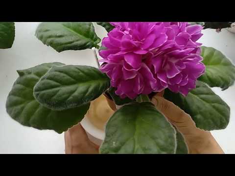 Видео: КОМУ ЦВЕТУЩИЕ ФИАЛКИ? У меня есть ЛИШНИЕ!