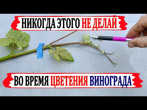 Видео: 🍇 Никогда не делай ЭТОГО во время цветения винограда. Что  ОБЯЗАТЕЛЬНО  нужно сделать для ОПЫЛЕНИЯ.