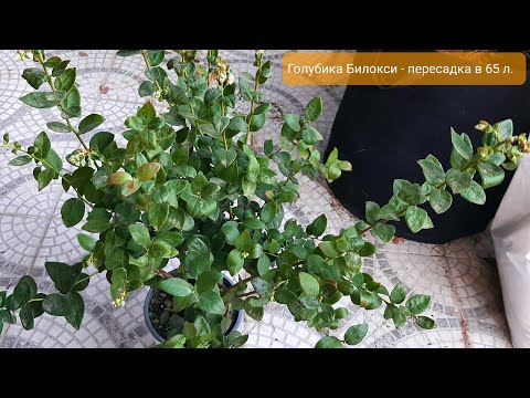 Видео: Купили куст голубики, что дальше? Пересадка в большой обьем, ньюансы пересадки.Сорт Билокси.