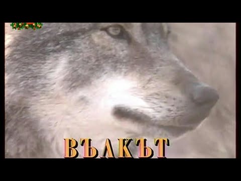 Видео: ВЪЛКът : Очи в очи с животните - Партньори в оцеляването # документален филм с Бг Аудио на български