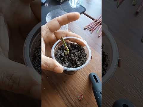 Видео: Черенкование голубики. детальная информация без лишних слов.