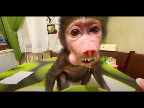 Видео: Люся в ШОКЕ - нам пришлось уменьшить порции ЛЮБИМОЙ КАШИ(((