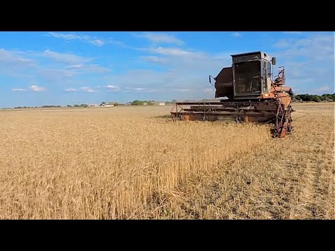 Видео: Конец Уборки зерновых 2022🌾