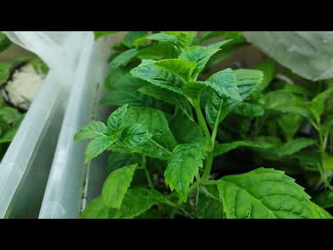 Видео: Вечное лето 🌸🌸🌸укореняется без проблем.Воздушные корни!😄