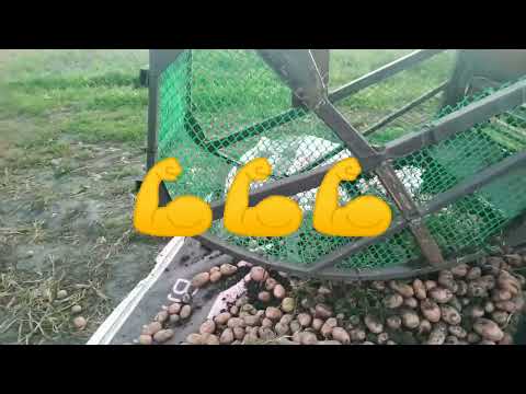 Видео: Минитрактор CATMANN 35.3 в работе с Лидской однорядной прицепной картофелекопалкой , с дороботкой.