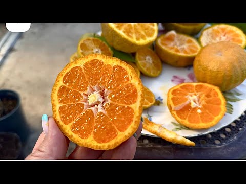 Видео: Мандарини Gold Nuggets ? 🧐, Gleeking 🍊