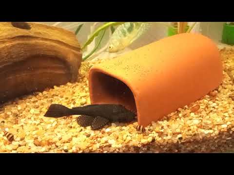 Видео: Анциструс звездчатый L181. Улитки хелены. Гурами.