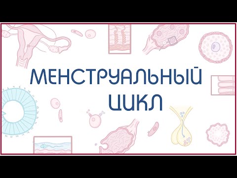 Видео: Менструальный цикл