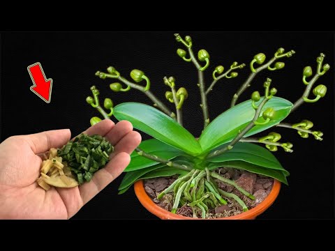 Видео: Не выбрасывайте его! Это заставляет орхидеи быстро расти и безумно цвести