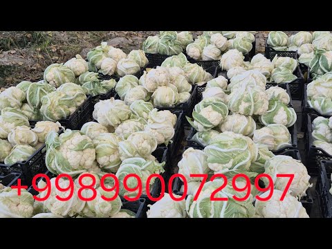 Видео: ГУЛ КАРАМ  СОТИЛАДИ #bobodexqonlar 