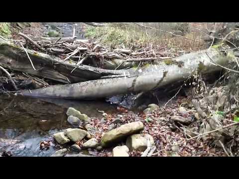 Видео: #Золото в щетках (глинистые сланцы)