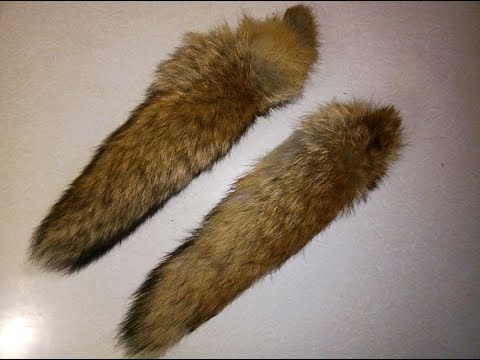 Видео: ТРОФЕЙ ОХОТНИКА - ХВОСТ ЛИСИЦЫ | Fox tail