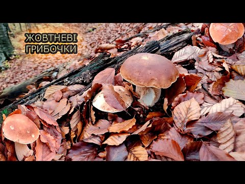 Видео: СУПЕР-МЕГА ПІЗНІ БІЛІ ГРИБИ В КАЗКОВОМУ ЛІСІ КАРПАТ 2025!