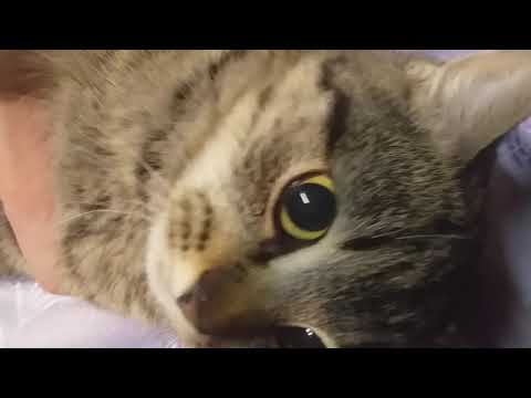 Видео: 😱 Разошелся шов. Стерилизация.