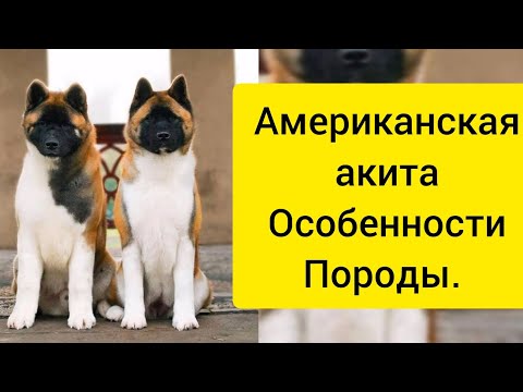 Видео: Американская акита. Особенности породы. #akitalife #собака #акитомания #животные #americanakita