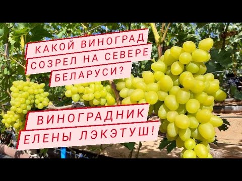 Видео: 🍇 В гостях у Елены Лэкэтуш. Новинки винограда. Беларусь.