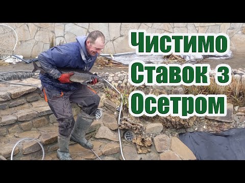 Видео: Чистимо ставок з осетром