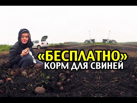 Видео: ХАЛЯВА. Корм для свиней. Кормление вьетнамских свиней