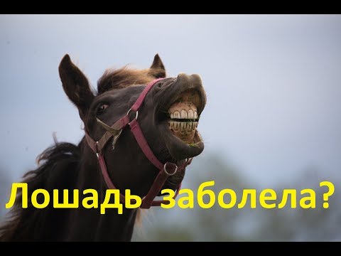 Видео: Что делать - лошадь заболела?