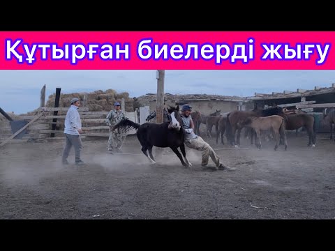 Видео: Асау биені жығу | Байтал жығу | Аяқ байлау әдісі | Құрық салу | Батыр жігіттер