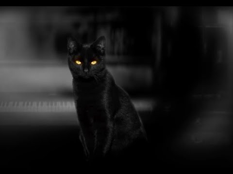 Видео: The Cat Lady #1. Сияющие глаза.