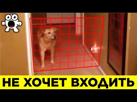 Видео: Животные, Которые Видят Больше, Чем Люди
