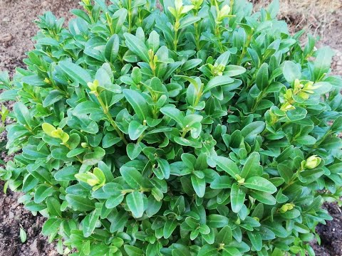 Видео: Самшит в Подмосковье. От весны до осени.