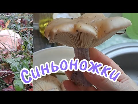 Видео: СИНЬОНОЖКА в сметанному соусі.Смак на рівні з білим.