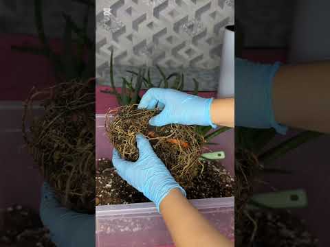 Видео: N°-459. САНСЕВИРИЯ СЕЛЕНДРИВЫЙ ГУЛИНИ ПАРВАРИШИ, ТУПРОГИ ХАҚИДА МАЪЛУМОТ.🥰