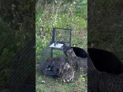 Видео: Улов 🎣