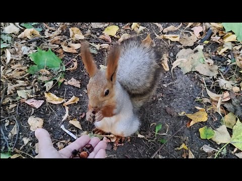 Видео: Белка с белой шубкой