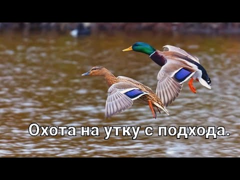 Видео: Охота на утку с подхода, сезон 2025-2026 года. " Вот это ВСТРЕЧА " !!! 