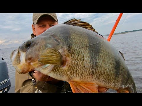 Видео: Вот это раздача кабанов! Самая уловистая приманка на окуня! Ловля полосатого на Киевском море!