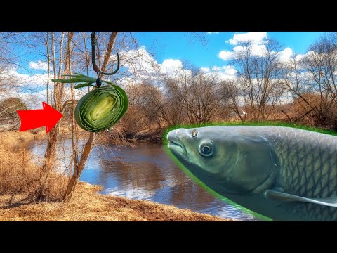 Видео: Как ловить белого амура весной? На что клюет белый амур весной? Где стоит белый амур весной