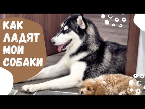 Видео: [VLOG] КАК ЛАДЯТ МОИ СОБАКИ (23.08.2025)