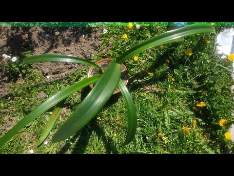 Видео: Высаживаю комнатную лилию/ Гиппеаструм в открытый грунт.