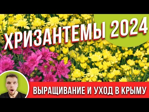 Видео: ХРИЗАНТЕМЫ 2024 Выращивание, уход.