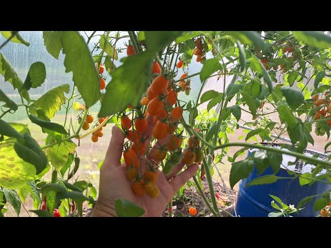 Видео: Уборка в огороде#обзор 