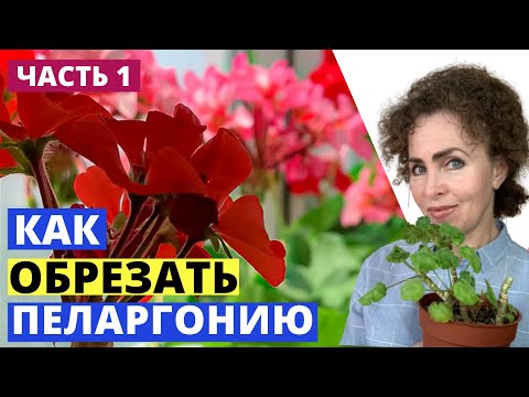 Видео: Обрезка Пеларгонии. Обрезка Зональной Пеларгонии.