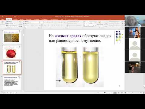 Видео: А. Н. Савинова. Патогенные кокки. Фармацевтический факультет.