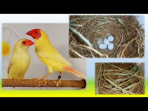 Видео: Как строит гнездо тростниковый астрильд