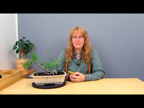 Видео: Бонсай из боярышника в стиле Упавшее дерево (ч.14).