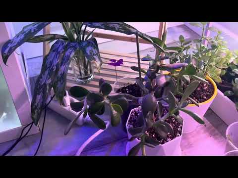 Видео: Моя новая цветочная комната🌳🌳🌳🌱🌿🌴🌵