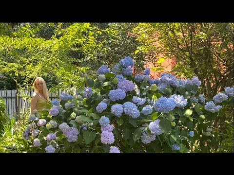 Видео: Как будут зимовать мои крупнолистные гортензии в открытом грунте