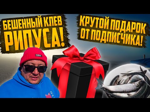 Видео: ЦЕЛОЕ ВЕДРО РИПУСА ЗА 4 ЧАСА. РЫБАЛКА НА РИПУСА, НА ТУРГОЯКЕ. Часть 2
