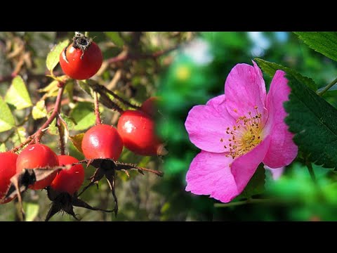 Видео: 127 Шиповник размножение методом пересадки поросли  личный опыт