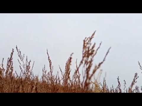 Видео: Итеріп кетті ❤ Бейнеу ауданы 😘 