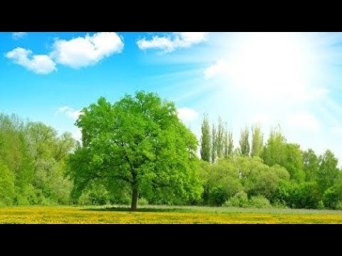 Видео: Светлый день-Сл.В.Ситенко/Микшир., мастеринг,монтаж В.Хоборова/Муз. сгенерир.сервисом нейросети