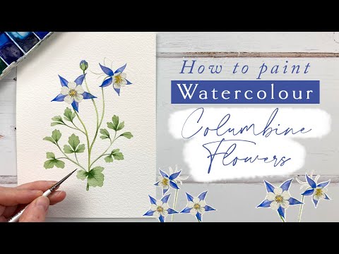 Видео: Как нарисовать цветы водосбора акварелью
